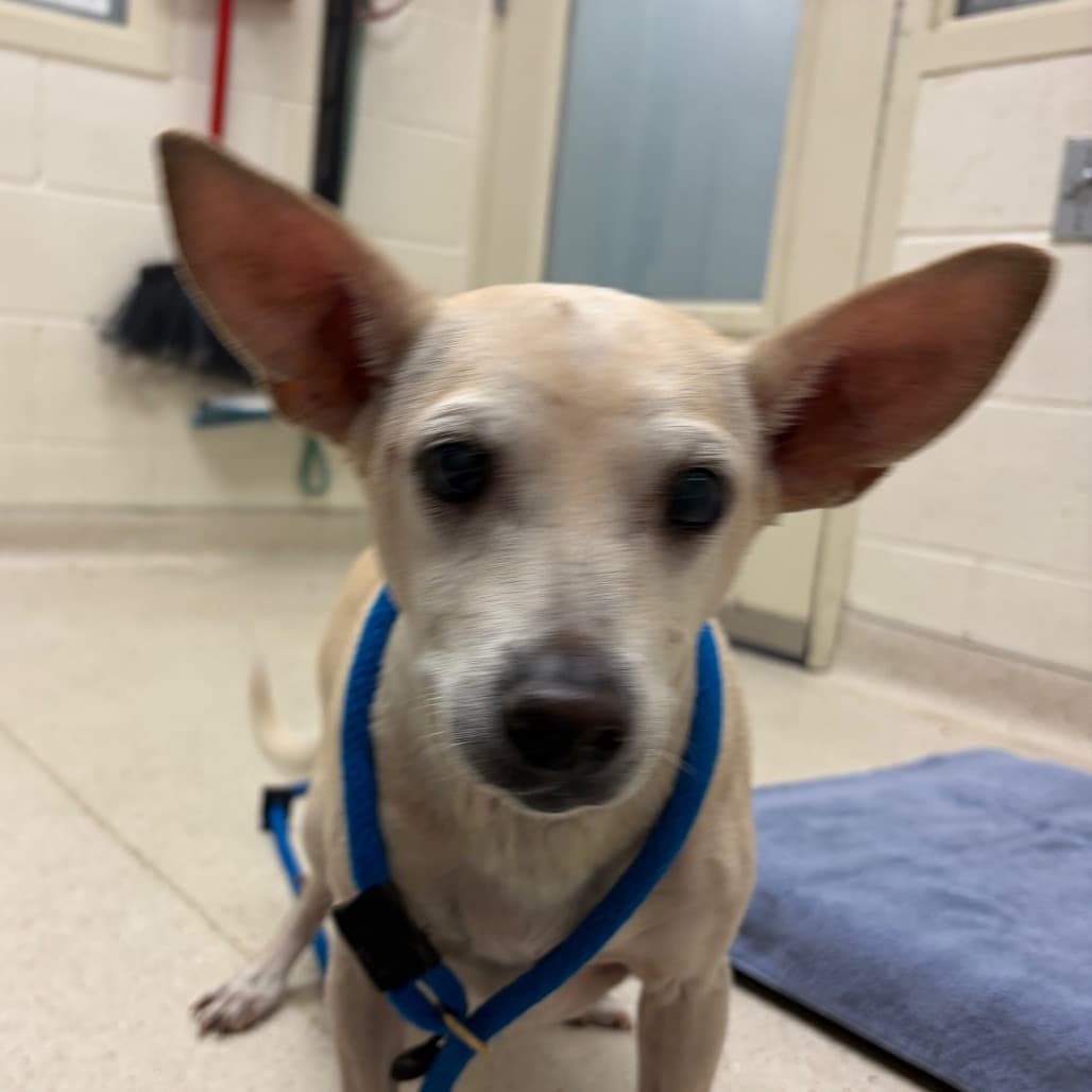 Elote, adoptable senior Chihuahua / Mixed Breed (Medium)