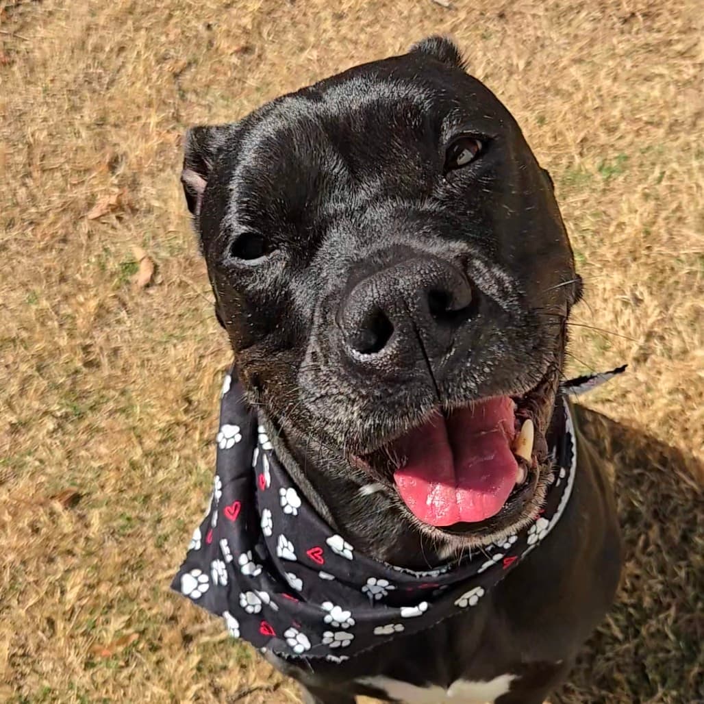 Shadow, adoptable senior Bulldog, American / Boxer