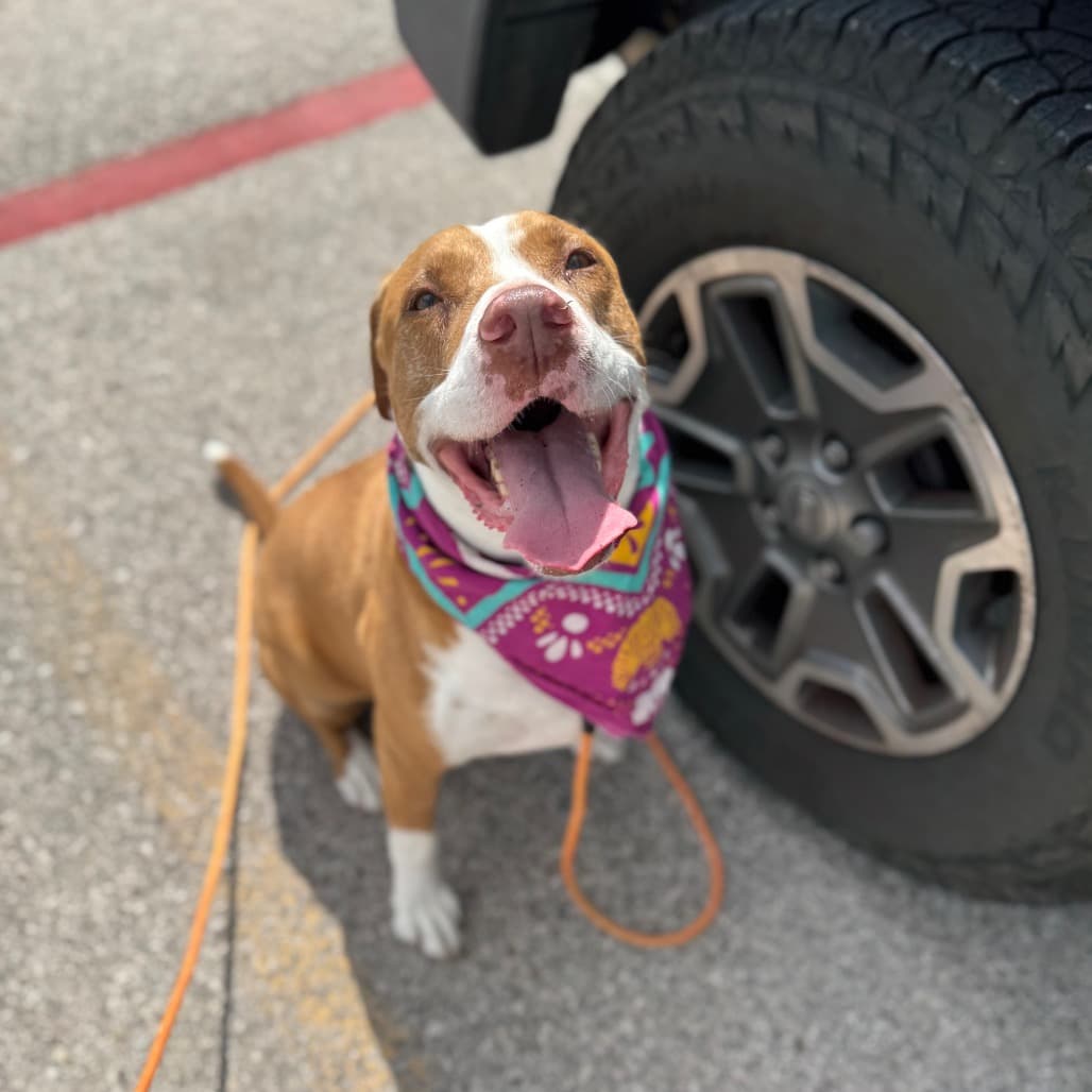 Delta, adoptable senior Pointer / Mix