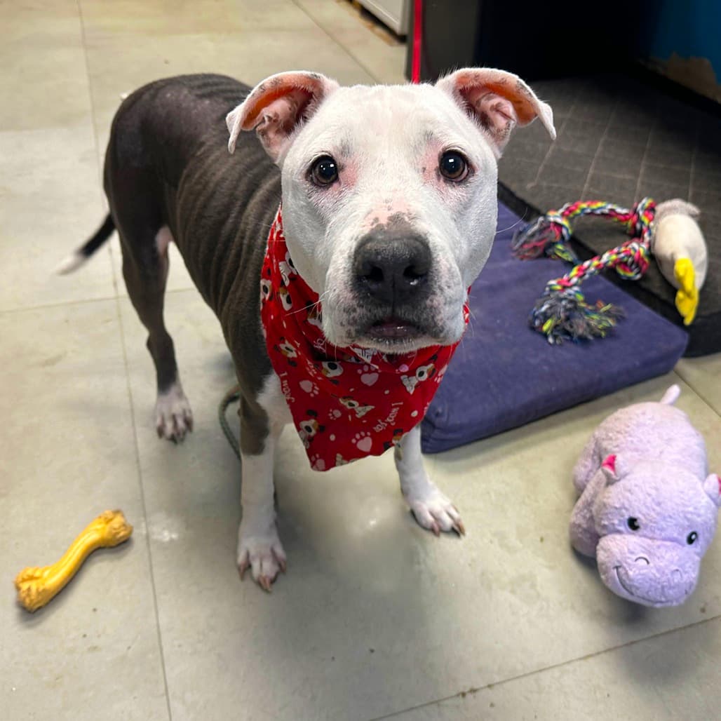 Kim Possible, adoptable senior Terrier, American Pit Bull / Terrier, American Staffordshire