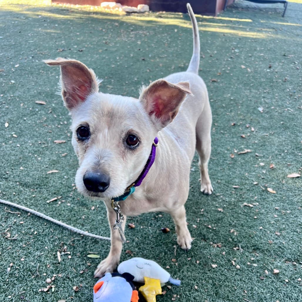 Estella, adoptable senior Terrier, Cairn