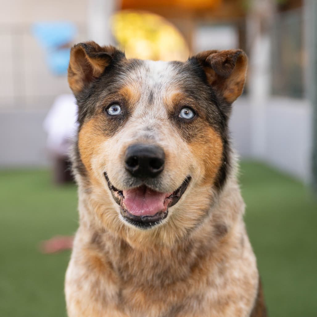 Koda, adoptable senior Cattle Dog, Australian (Blue Heeler) / Husky, Alaskan