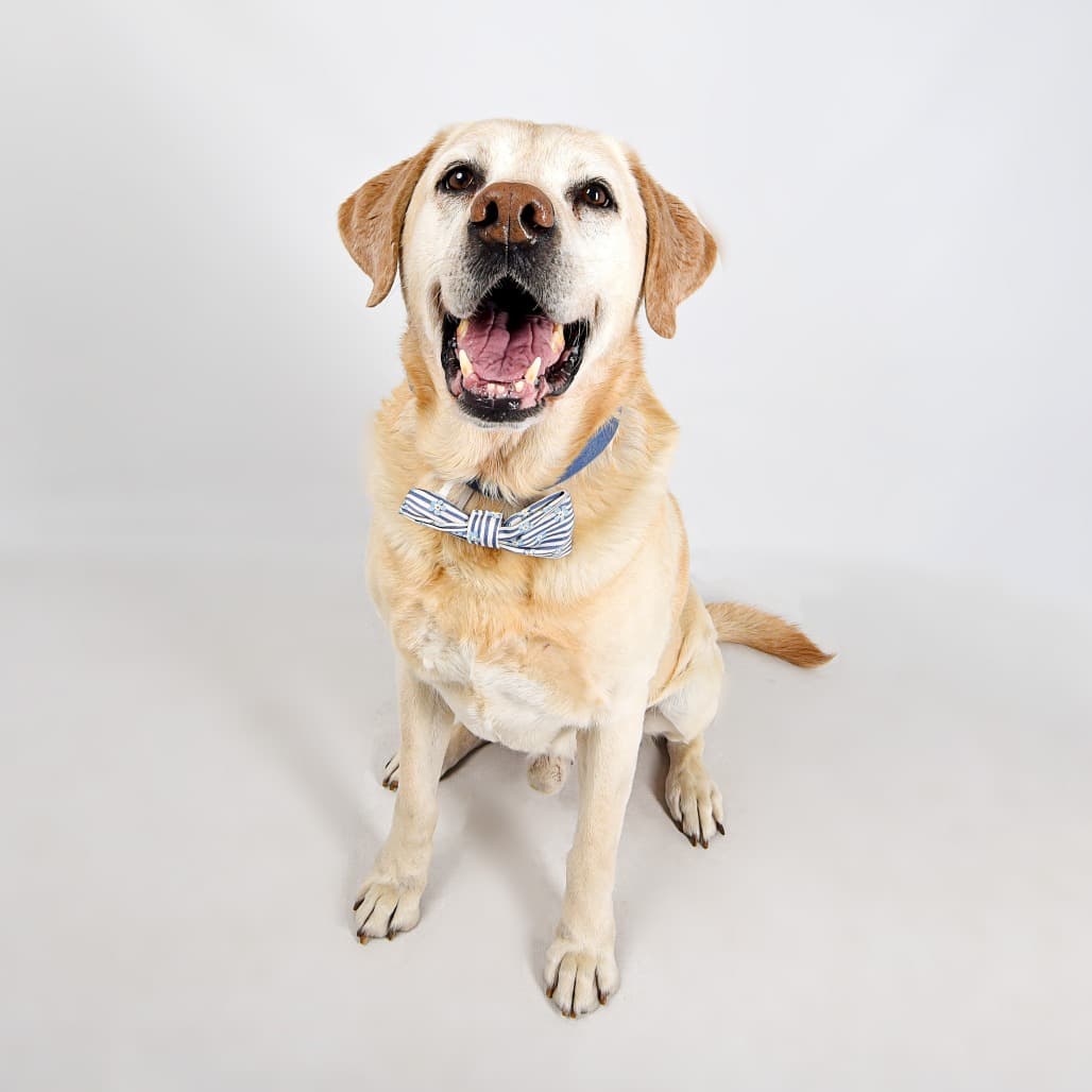 Wrigley, adoptable senior Retriever, Yellow Labrador