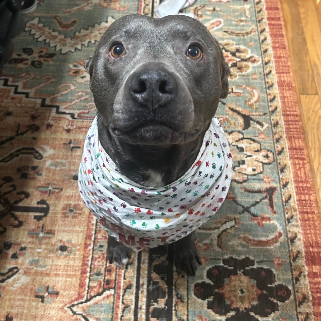 Wilson, adoptable senior Terrier, American Staffordshire / Mixed Breed (Medium)