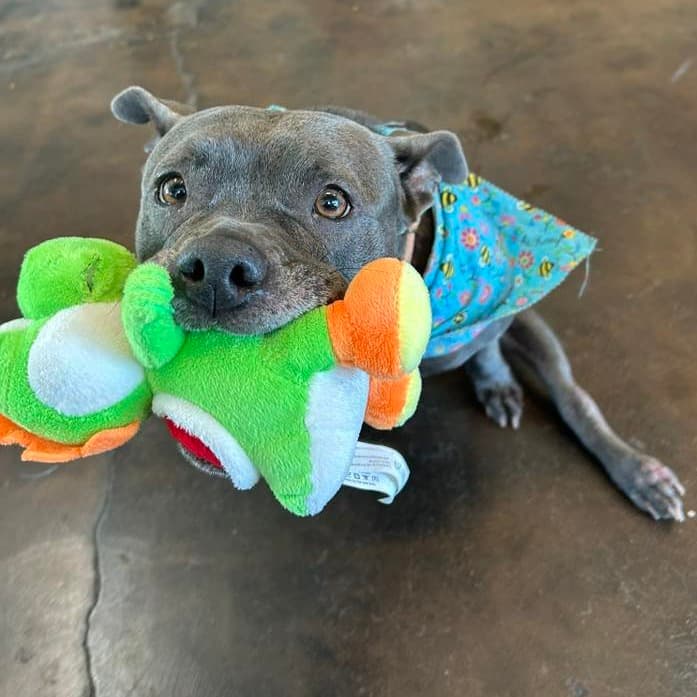 Streetcar Stella, adoptable senior Terrier, American Pit Bull / Boxer