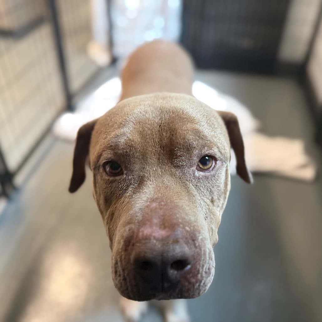 Stefan, adoptable senior Terrier, American Pit Bull / Mixed Breed (Large)