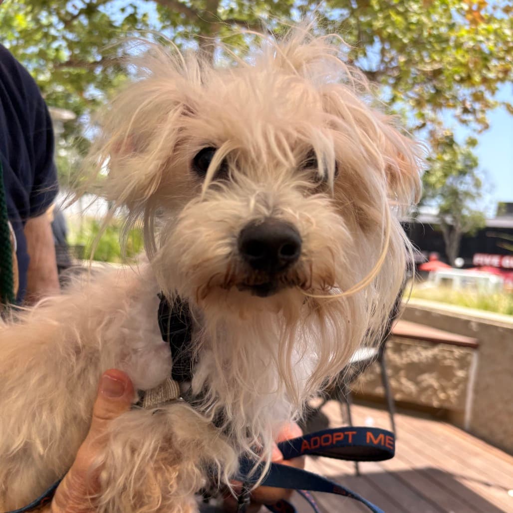Baxter, adoptable senior Maltese