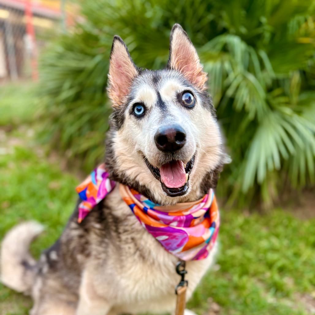 Fairy Godmother, adoptable senior Husky, Siberian