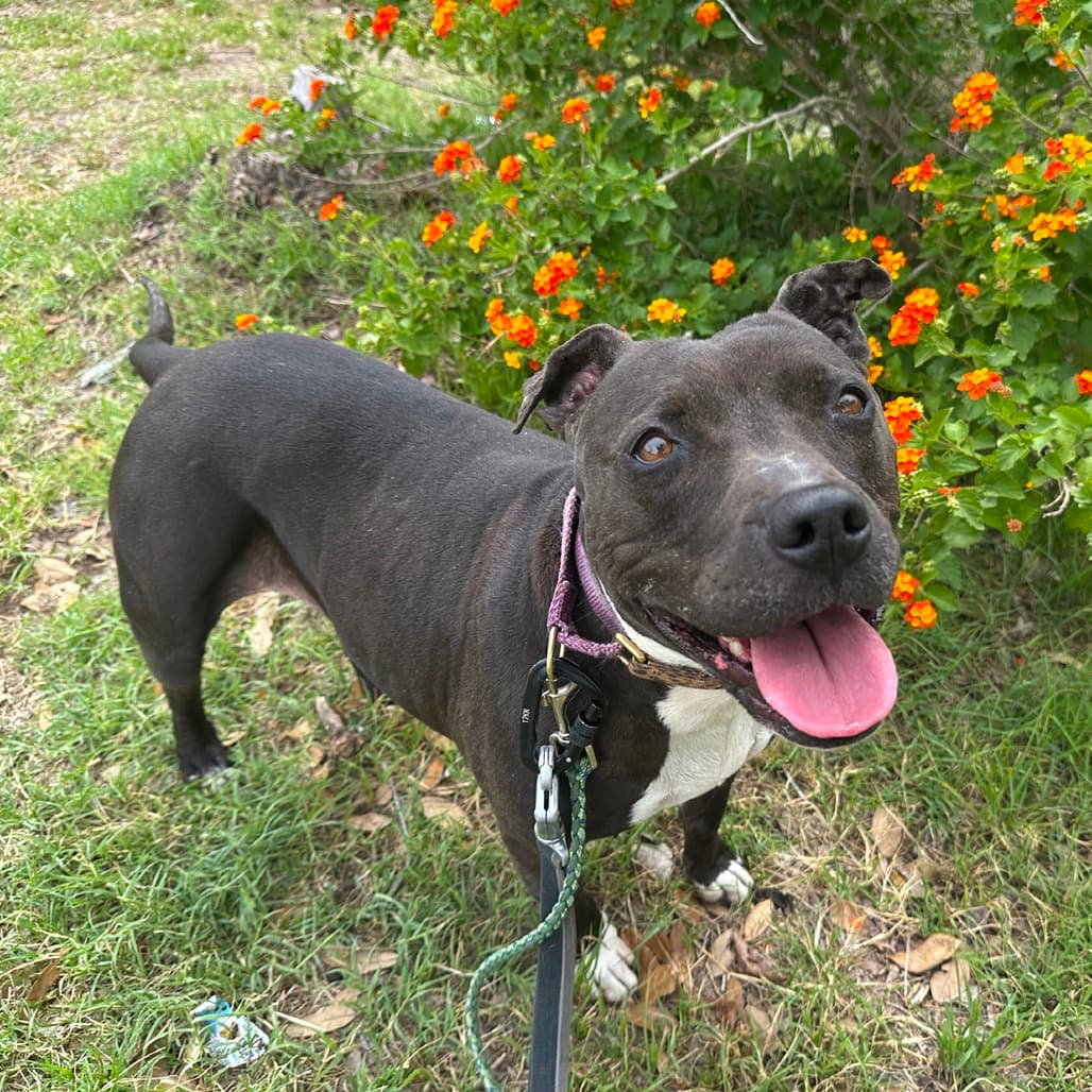 Jada, adoptable senior Terrier, Pit Bull