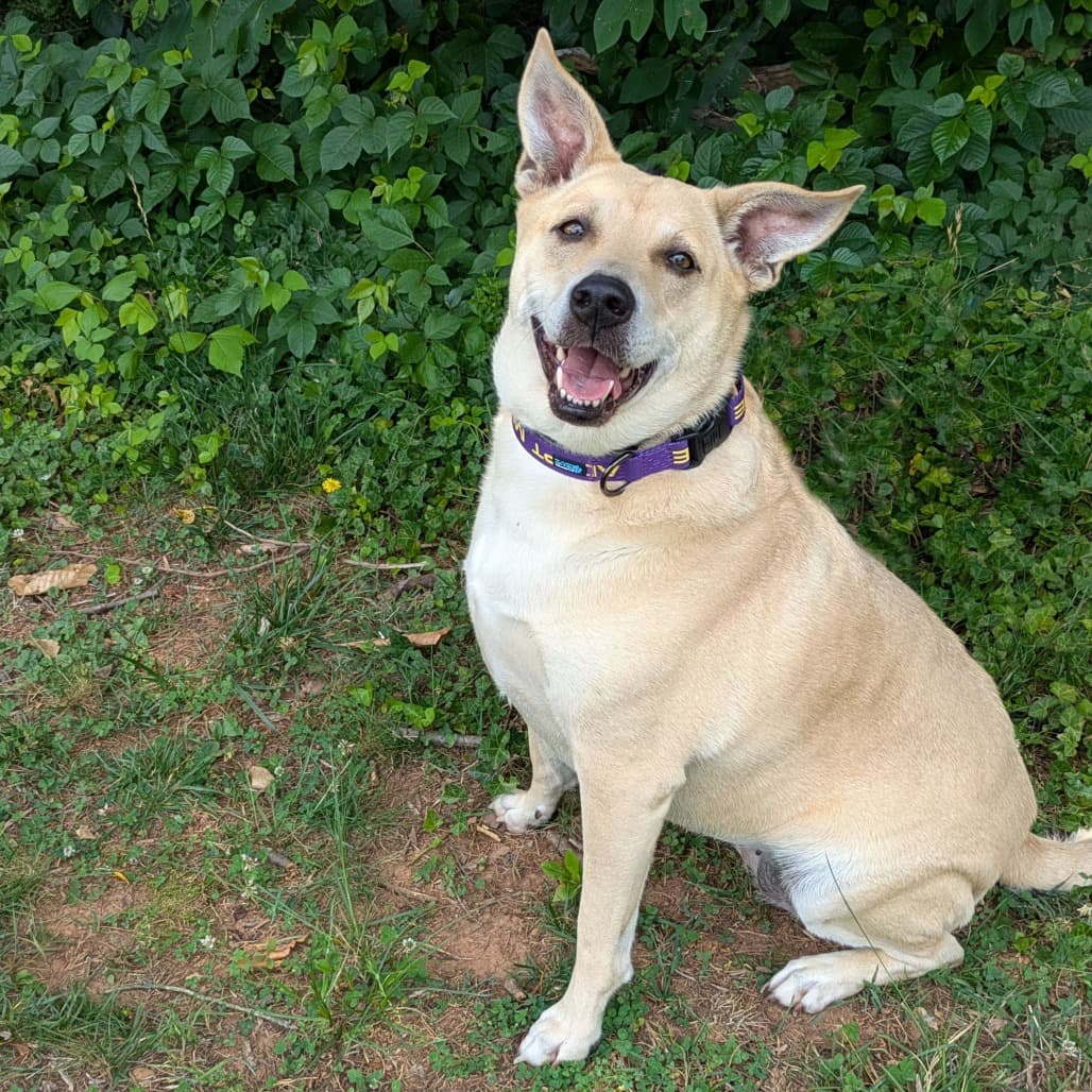 Minnie, adoptable senior Mixed Breed (Medium)