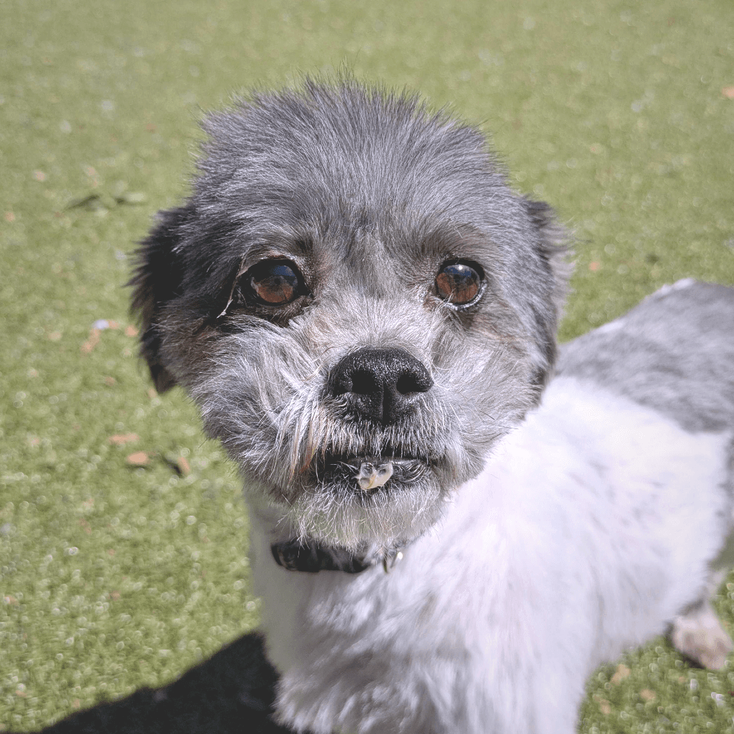 Gromit, adoptable senior Mixed Breed (Small)