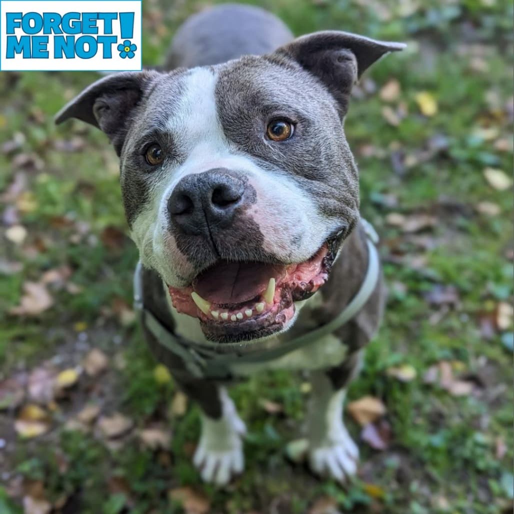 Zeus, adoptable senior Terrier, American Pit Bull
