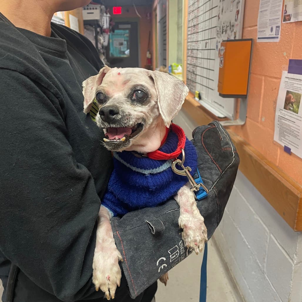 Bubble Boy, adoptable senior Maltese / Mixed Breed (Small)
