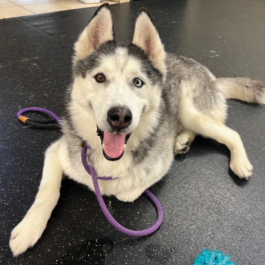 Mason, adoptable senior Husky, Siberian