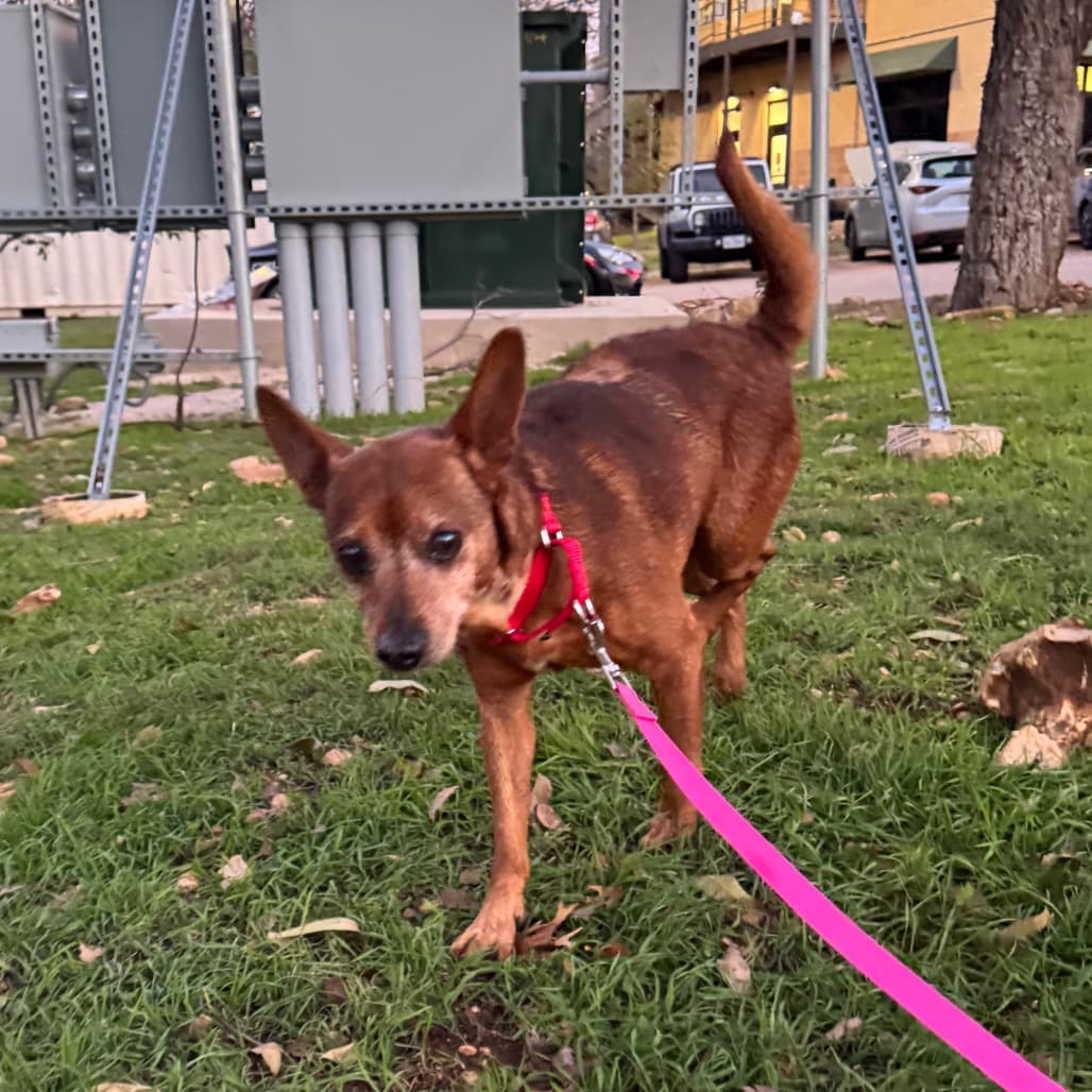 Smokey the Bear, adoptable senior Chihuahua / Terrier