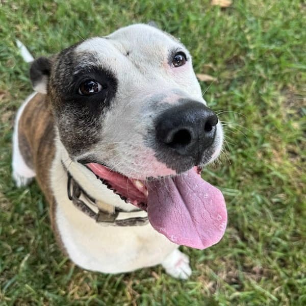 Snack Mix, adoptable senior Mixed Breed (Medium)
