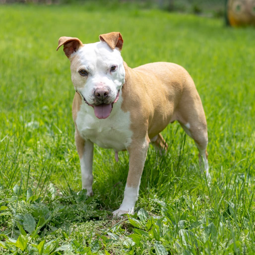 Vinnie, adoptable senior Terrier, American Pit Bull