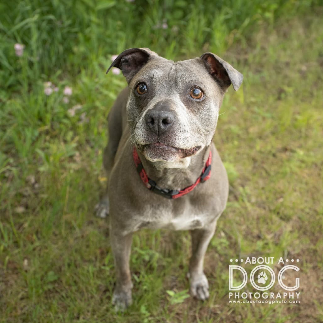 Gia, adoptable senior Terrier, Pit Bull / Mix