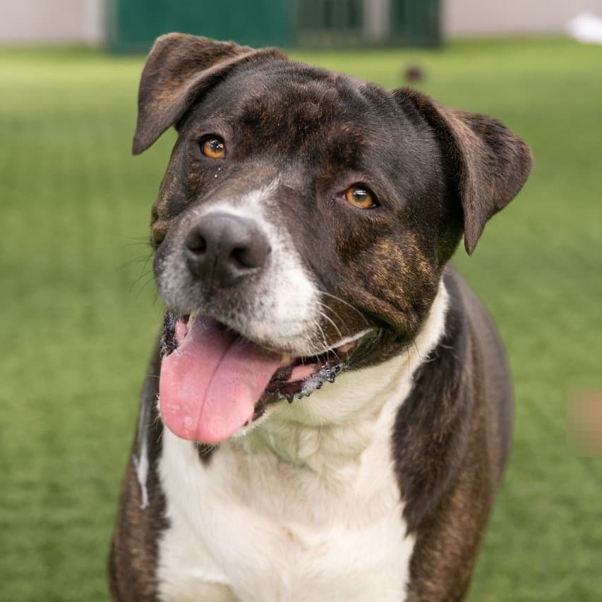 Miss Patty, adoptable senior Retriever, Black Labrador / Terrier, Pit Bull