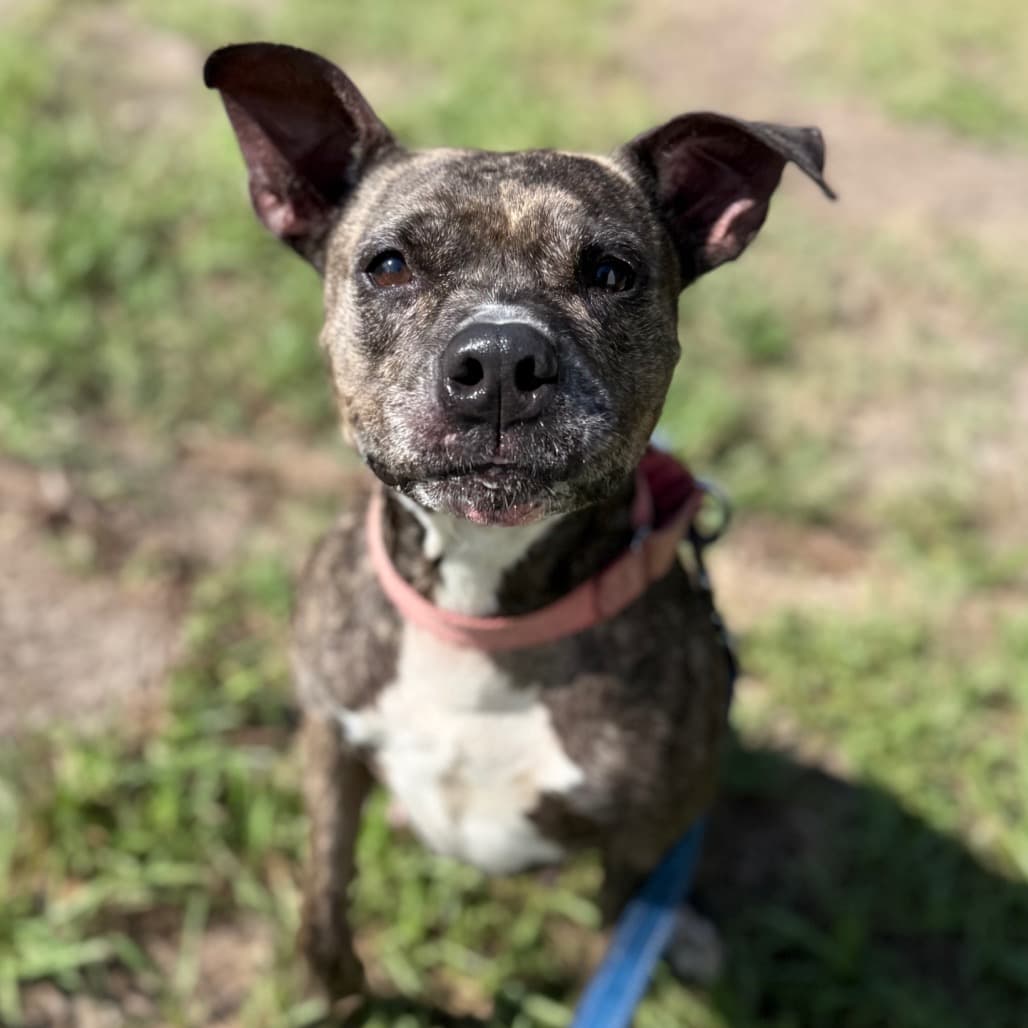 Luna, adoptable senior Mixed Breed (Medium)