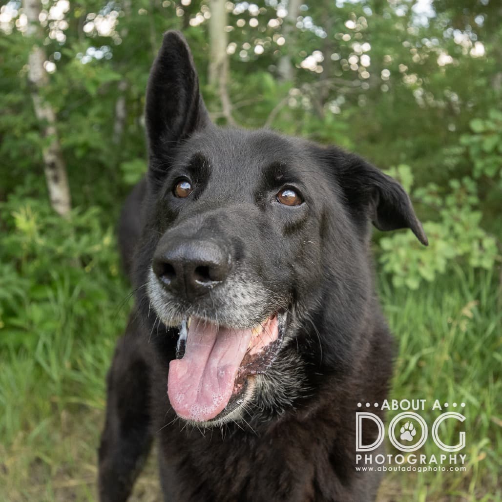 Otis, adoptable senior Shepherd, German / Retriever, Labrador