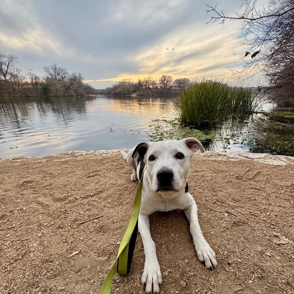 Antoinette, adoptable senior Terrier, Pit Bull / Collie, Border