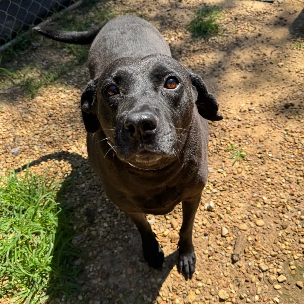 Fitu, adoptable senior Retriever, Labrador