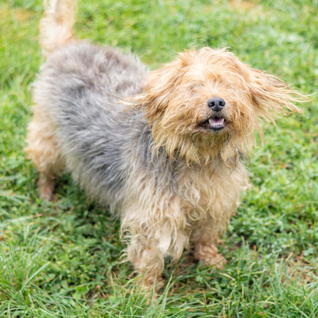 Bear, adoptable senior Terrier, Yorkshire, Yorkie