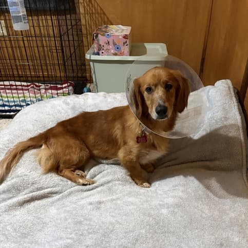 Charlie Rose, adoptable senior Retriever, Golden / Hound, Basset