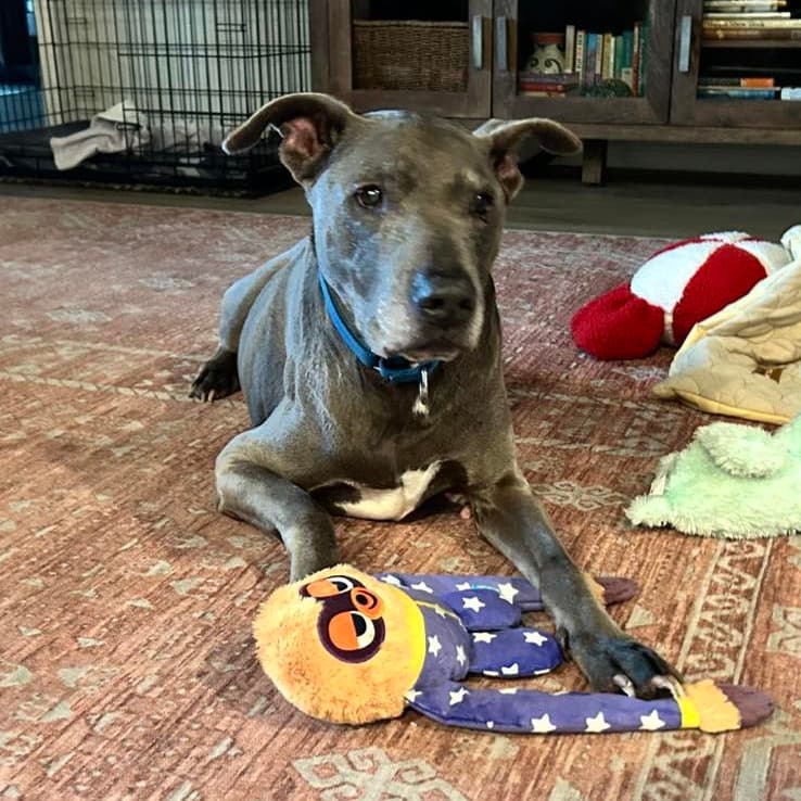 Minor, adoptable senior Blue Lacy