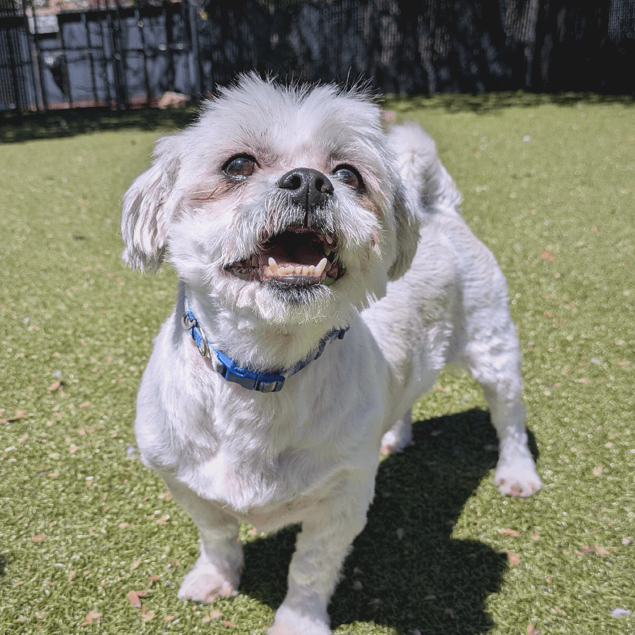 Wallace, adoptable senior Mixed Breed (Small)