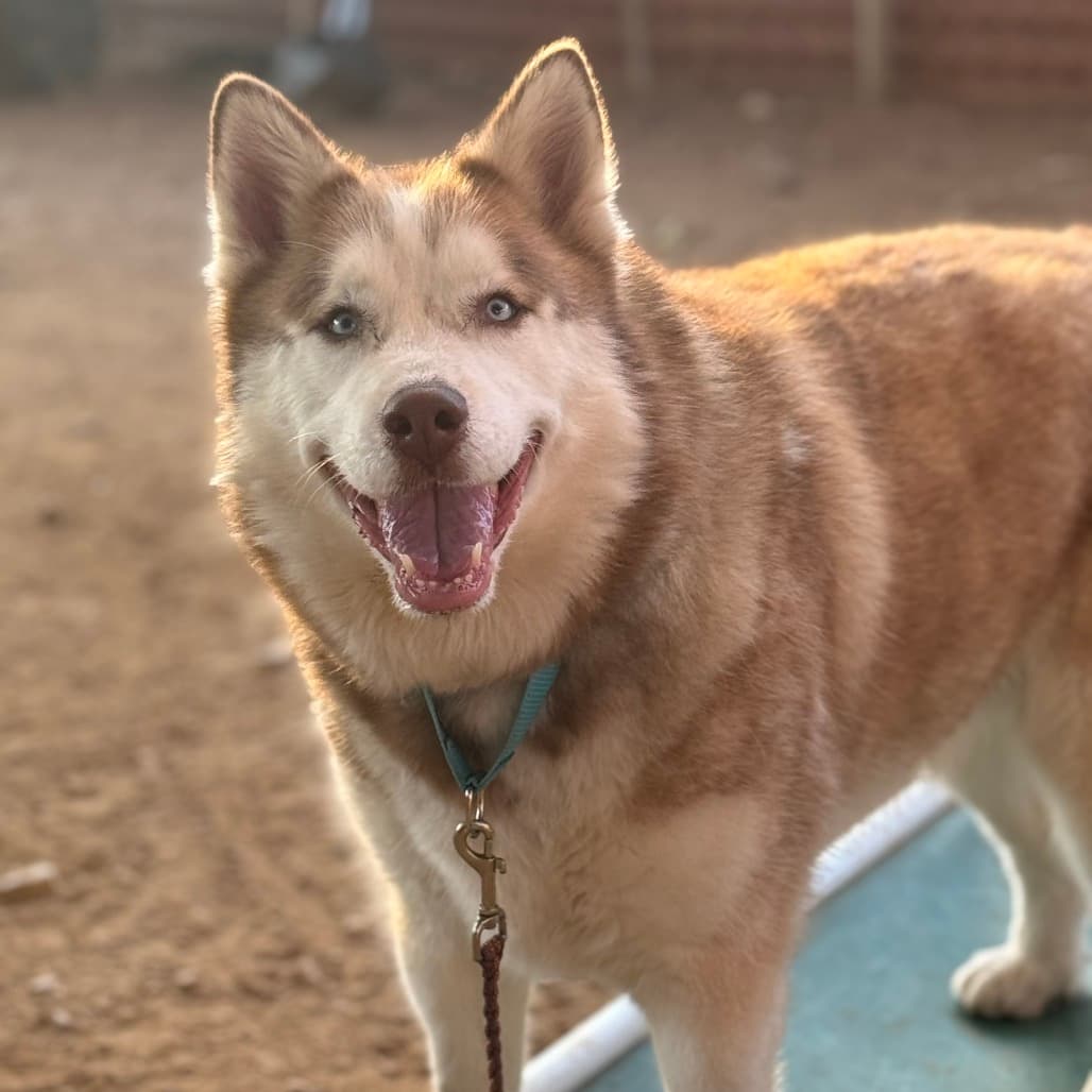 Judd, adoptable senior Husky, Alaskan
