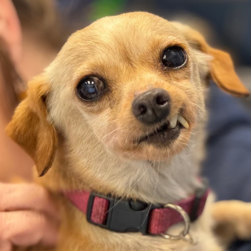 Boomerang, adoptable senior Chihuahua, Short Coat