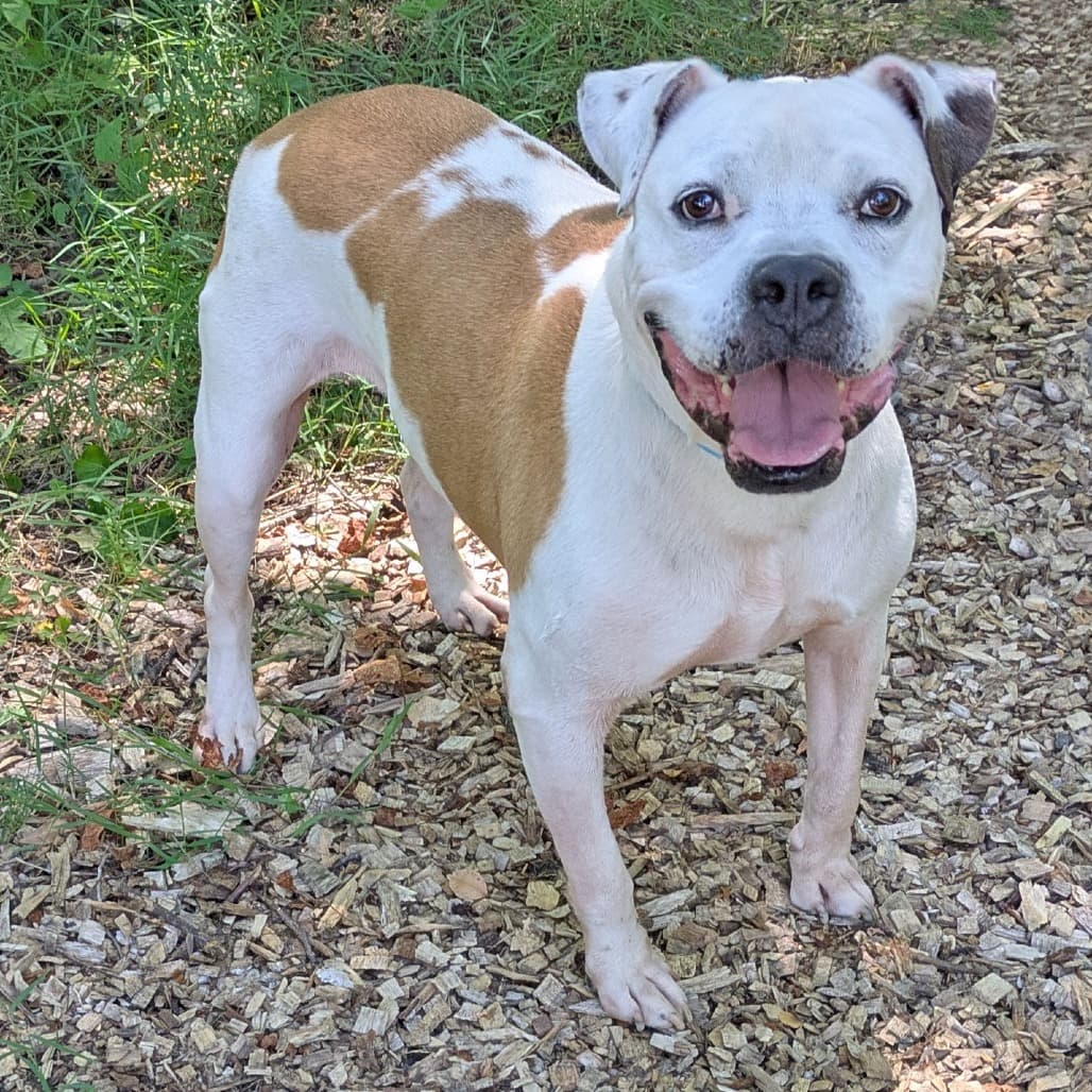 Archer, adoptable senior Boxer / Mix