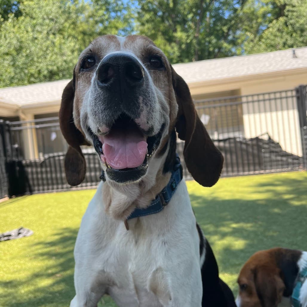 Theodore, adoptable senior Coonhound, Treeing Walker / Mixed Breed (Medium)