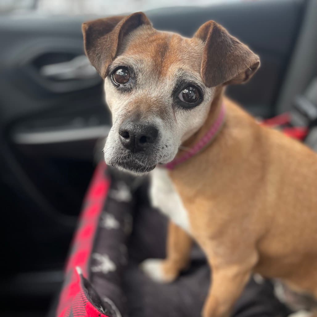 Scout, adoptable senior Beagle