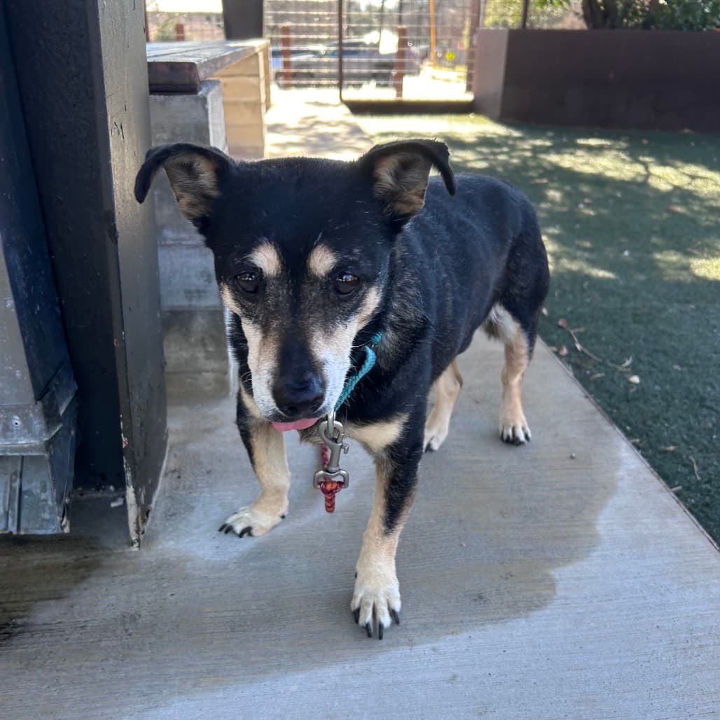 Sally, adoptable senior Chihuahua / Mix