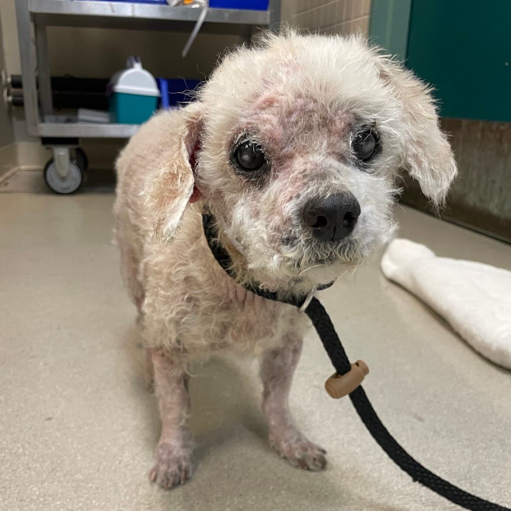 Mookie, adoptable senior Maltese