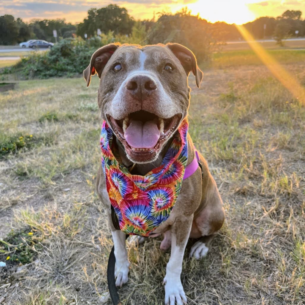 Oro, adoptable senior Terrier, American Staffordshire / Retriever, Labrador