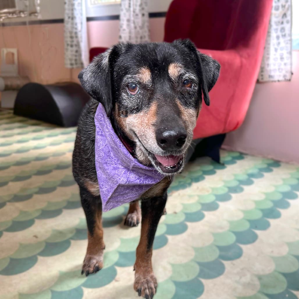 Kiwi, adoptable senior Catahoula Leopard Dog / Cattle Dog
