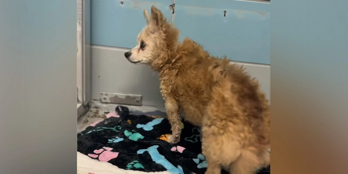 22-Year-Old Dog Was Returned To The Shelter After 15 Years With Her Family
