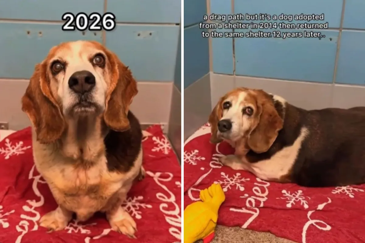 Dog confused as she's returned to shelter she was adopted from 12 years ago
