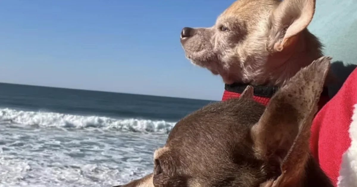 Vintage Pet Rescue: 'making senior dogs cool'
