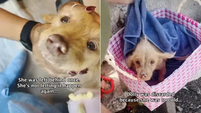 Dog ‘Discarded’ for ‘Too Old’ Now Has a Forever Home Ready for Her