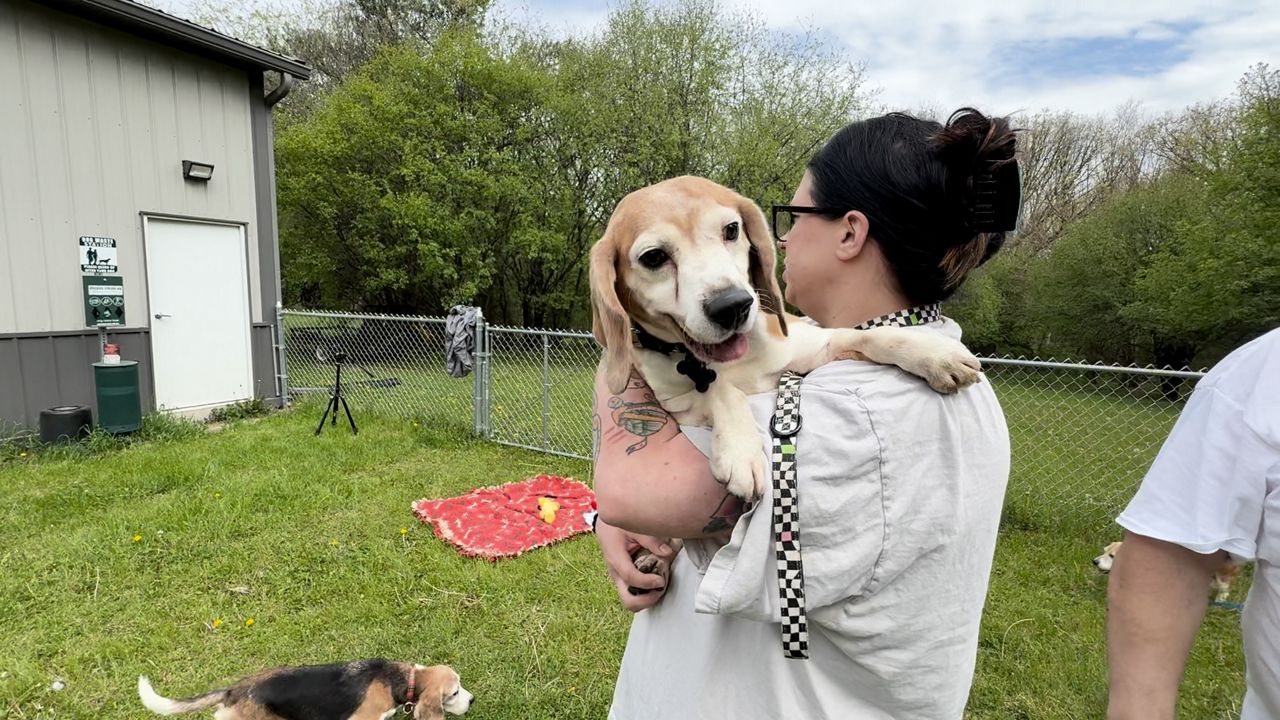 Dog rescue providing care for 'senior' Ridglan Farms beagles