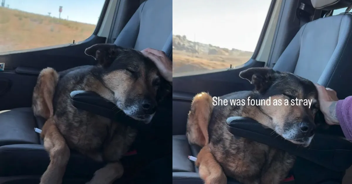 Senior Dog Was a Stray, Adopted & Returned, but Life Finally Feels Like Home