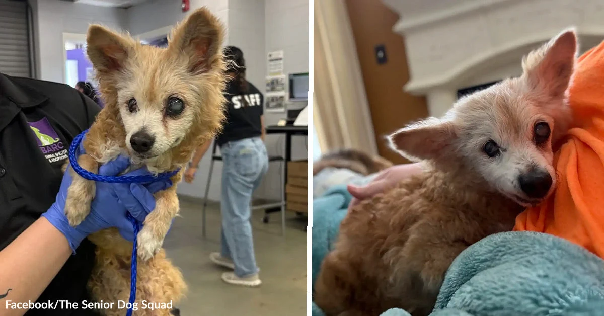 Twenty Two Year Old Dog Gets Dumped At A Shelter After Fifteen Years Of Loyalty To One Family