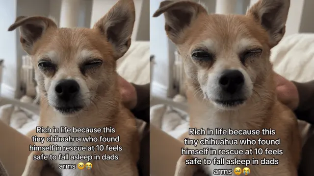 Senior Dog Found in Rescue at 10 Now Feels Safe To Fall Asleep in Dad Arms