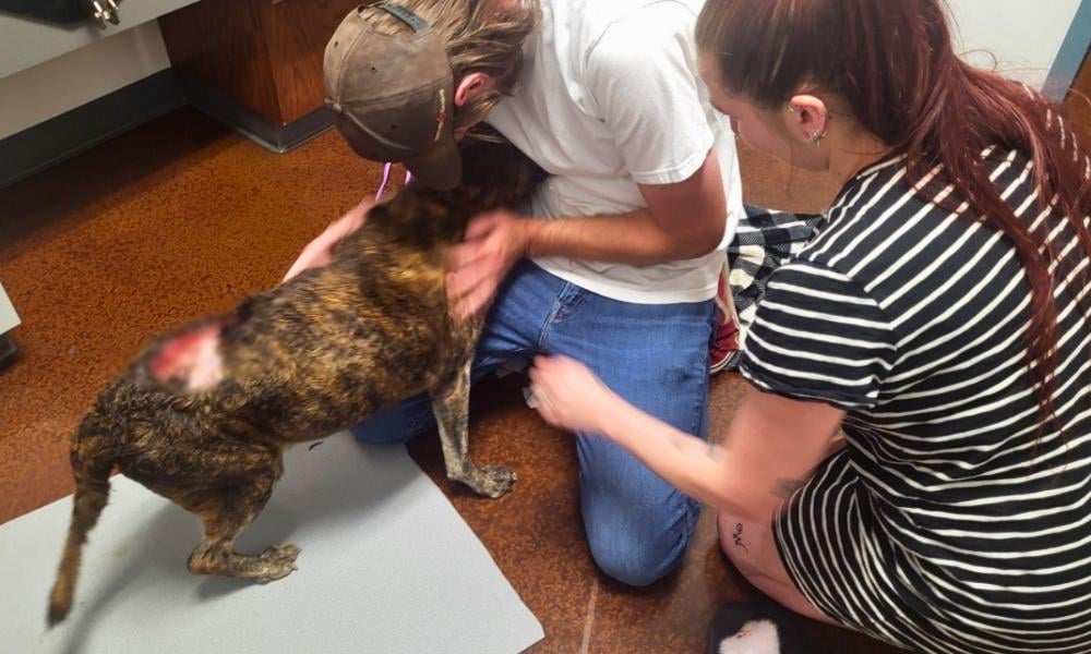 Deaf and Disabled Senior Dog Rescued After Missing for Weeks