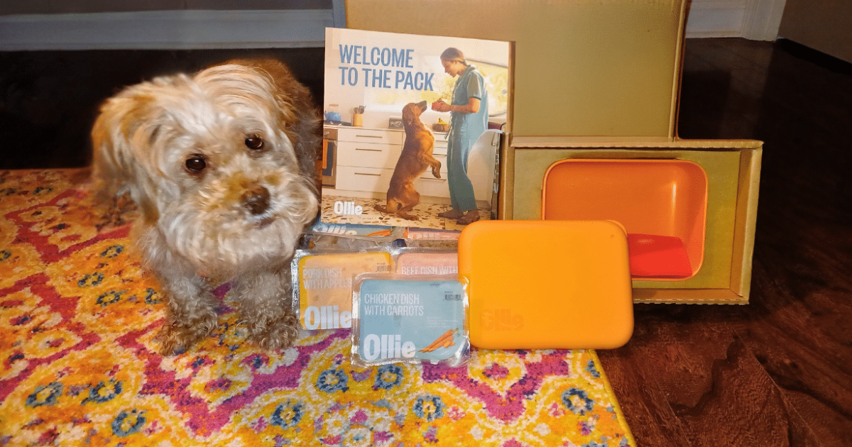 How Ollie Dog Food Transformed My Picky Senior Dog’s Health